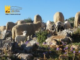 phoca_thumb_l_fotos  abril 2477postal